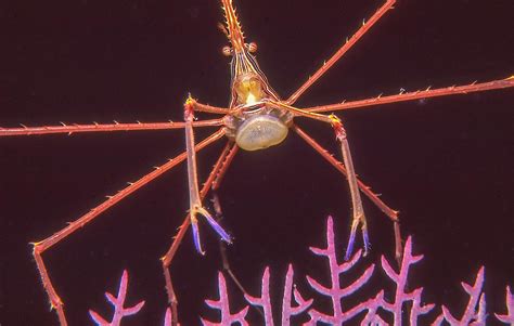 Night Diving in Cayman | Explore Cayman