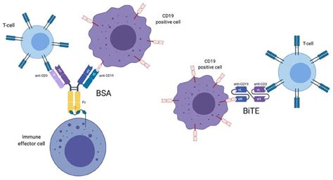 Bispecific antibodies comparison to Bispecific T-cell Engager. BiTEs... | Download Scientific ...