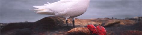 Mercury in endangered Ivory Gull feathers reach a 130-year record high ...