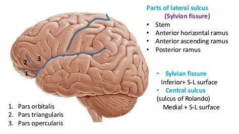 Parts of lateral sulcus | Surface 2, Save