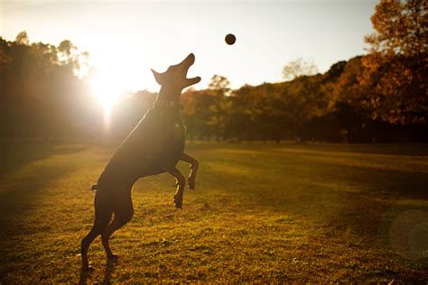 Training your Doberman: All you need to know