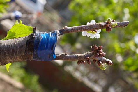 12 Fastest Growing Shade Trees For Small Yards - Tree Journey