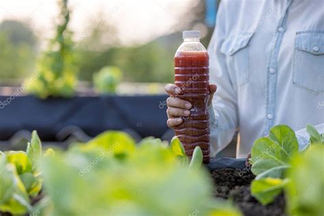 Los microorganismos fotosintéticos ayudan a las plantas a fijar bien el nitrógeno, manteniendo ...