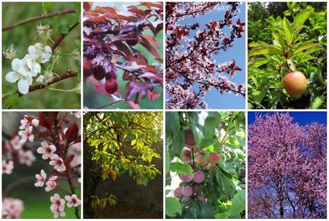 8 Best Plum Tree Varieties to Plant in Your Texas Yard