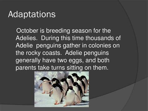 PPT - Adelie penguin PowerPoint Presentation, free download - ID:2649701