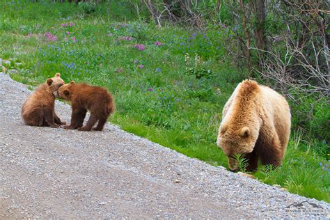 Wildlife in Denali National Park : Close-up Photos of Alaskan Wildlife