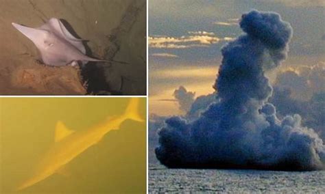 Sharks filmed swimming inside active Kavachi volcano crater near Solomon Islands | Daily Mail Online