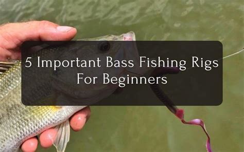 5 Important Bass Fishing Rigs For Beginners - 2024