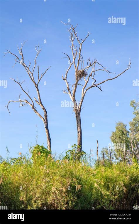 White-bellied sea eagle nesting beside the East Alligator River Stock Photo - Alamy