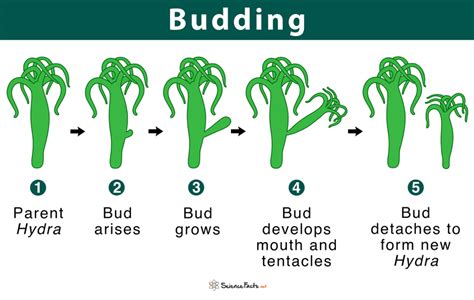 Budding: Definition & Types with Examples & Diagram