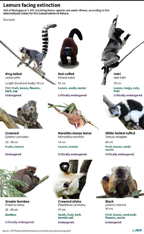 Nearly all Madagascar's lemur species 'face extinction'