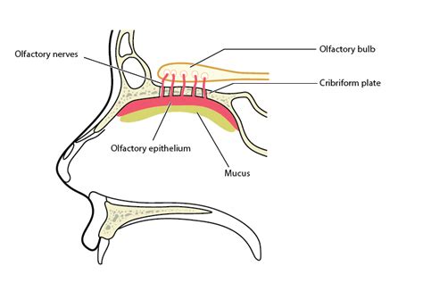 The Cribriform Plate and Neurodegenerative Disease