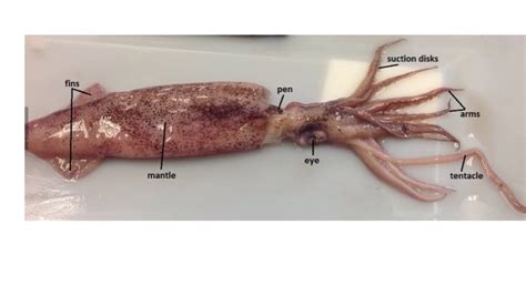 squid anatomy - YouTube