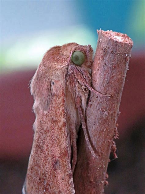 extreme closeup of a bollworm moth by Hasenherzchen on DeviantArt