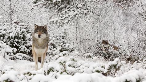 Eurasian Wolf In Winter Scenery. Wolf Pack Alerted Stock Footage Video 8026993 | Shutterstock