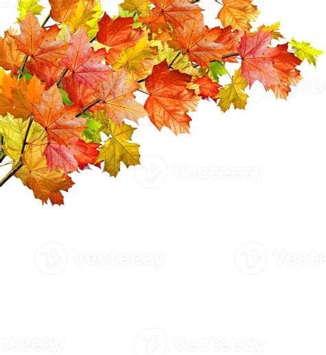 autumn leaves isolated on white background 9892940 Stock Photo at Vecteezy