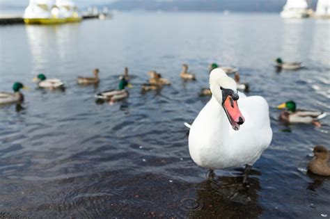 Premium Photo | White swan and duck in the lake