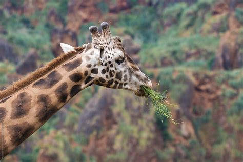 "Giraffe Eating Grass" by Stocksy Contributor "Marilar Irastorza" - Stocksy