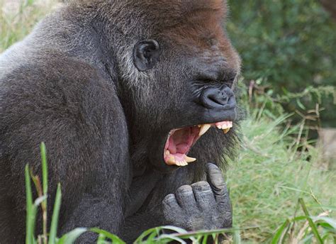 1,000+ Gorilla Teeth Pics Stock Photos, Pictures & Royalty-Free Images - iStock