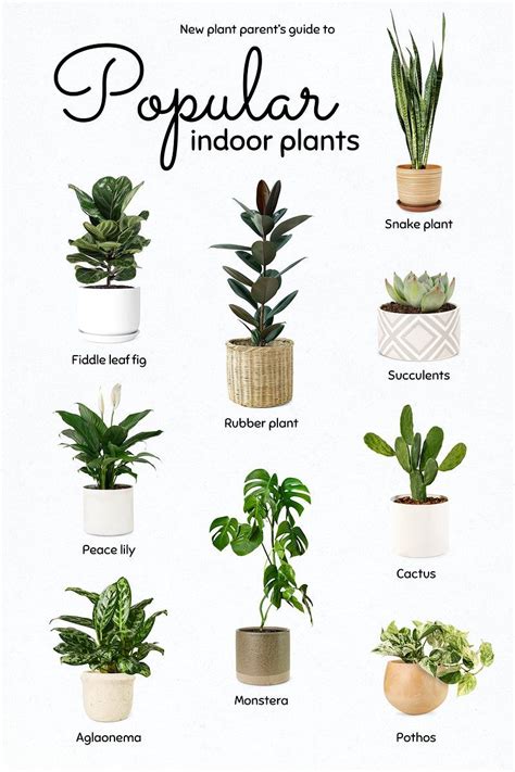 Download premium psd / image of Popular indoor plants psd template by Sasi about plant shop ...