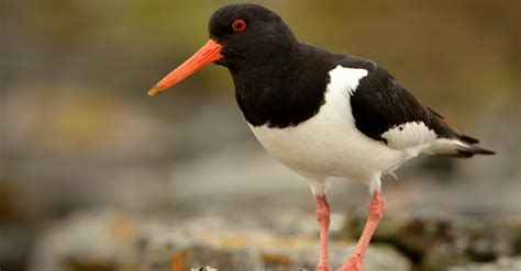 British Coastal Birds - Happy Beaks Blog