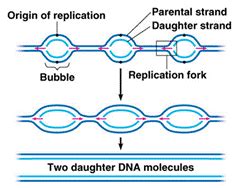 Difference between Prokaryotic and Eukaryotic DNA replication | Dna ...