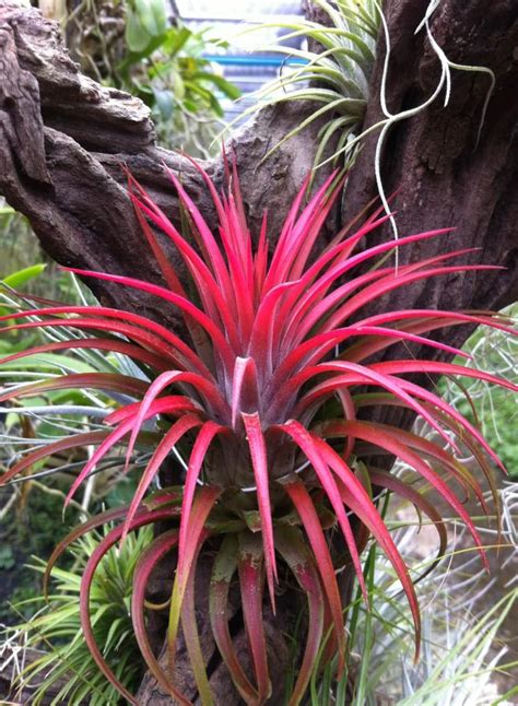 100 best Tillandsia - Air Plants images on Pinterest | Air plants, Indoor plants and Succulents