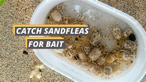 How to Catch Sand Fleas for Bait - Fished That