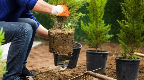 Planting Trees in the Fall - O'Toole's Garden Centers