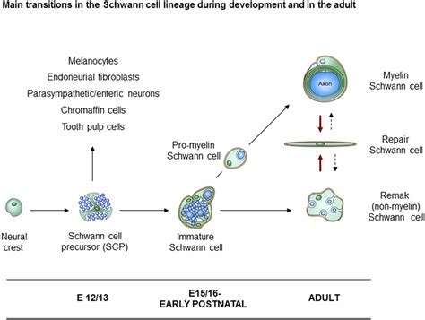 Frontiers | Schwann Cell Precursors; Multipotent Glial Cells in Embryonic Nerves