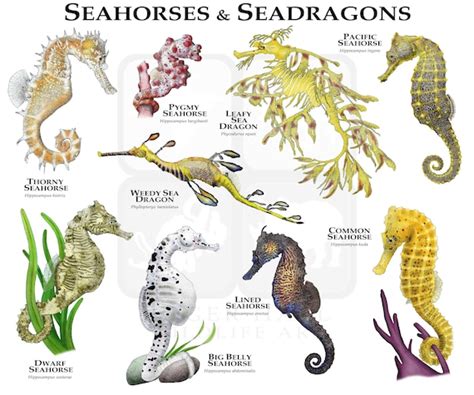 Seahorse trivia. | Heretix Forum