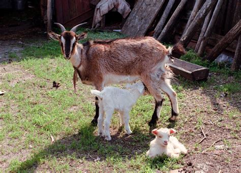 Goat mother and baby stock photo. Image of cage, meat - 25013848