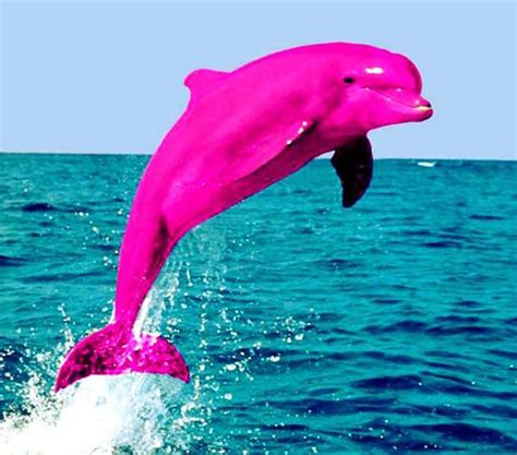 The Pink Dolphin - Kidoz Times