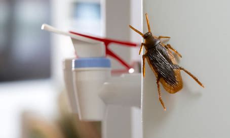 What Causes Roaches in a Clean House and How to Get Rid of them? | Empire Pest Control London