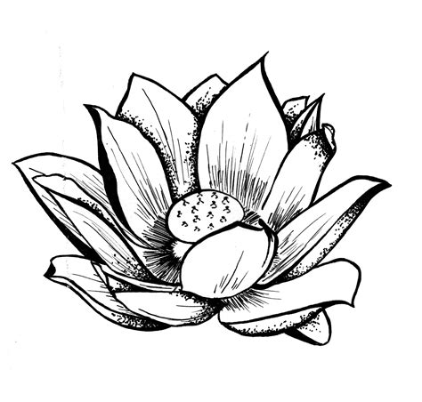Free Lotus Drawing, Download Free Lotus Drawing png images, Free ClipArts on Clipart Library
