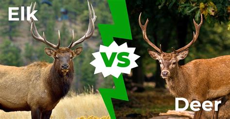 Mule Deer Vs Elk