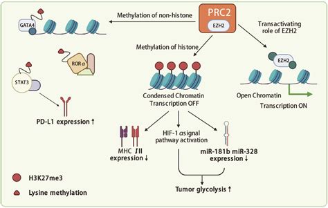 The Heightened Importance of EZH2 in Cancer Immunotherapy