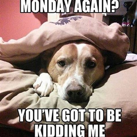 20 Dog Pictures That Sum Up Your Hatred Of Mondays