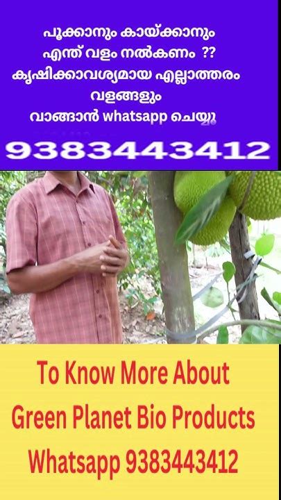 പ്ലാവ് എത്ര വലുപ്പം ആകുമ്പോൾ പ്രൂൺ ചെയ്യണോ Jackfruit Pruning Tips Part 1 - YouTube