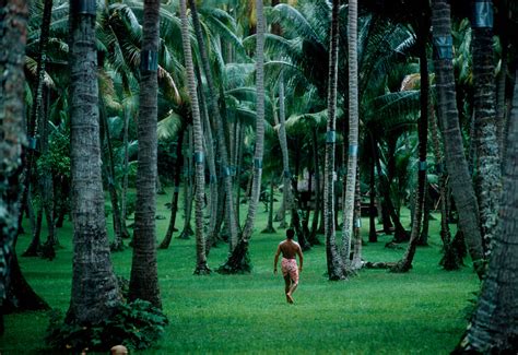 unrar:Tahiti 1960. A man going to gather copra from coconut trees. The metal bands on the trees ...