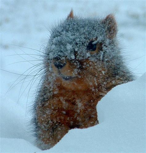 Snow Squirrel! Cute! | Squirrel, Animals, Creatures