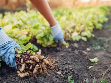 Peanut Harvest Time - Learn When To Dig Up Peanuts