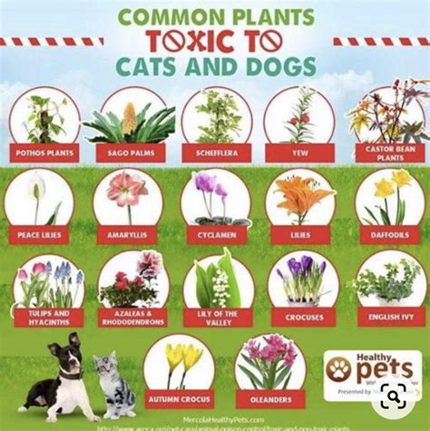 Are Morning Glory Plants Toxic To Dogs Cats