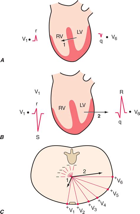 Electrocardiography | Thoracic Key