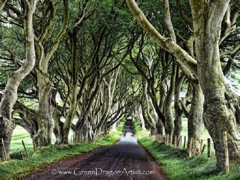 Dark Hedges | Green Dragon Publishing and Art