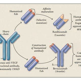 Ranibizumab is a recombinant humanized monoclonal antibody fragment.... | Download Scientific ...