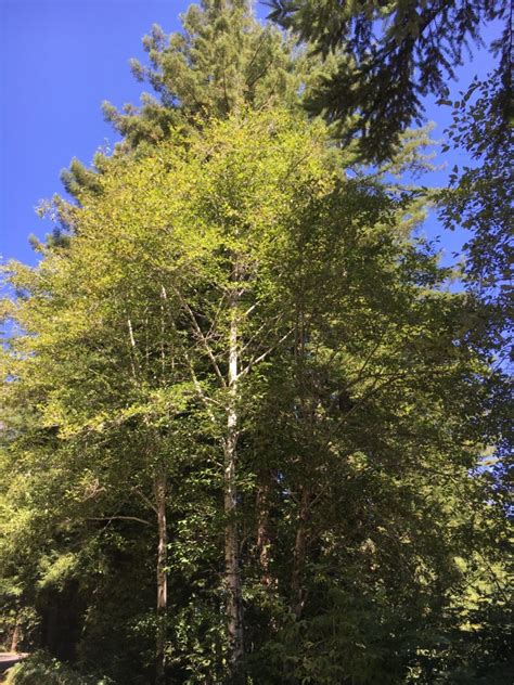 Red Alder (Alnus rubra) – Friends of Gualala River