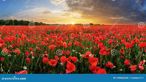 Poppy field at sunset stock photo. Image of nice, meadow - 139052220