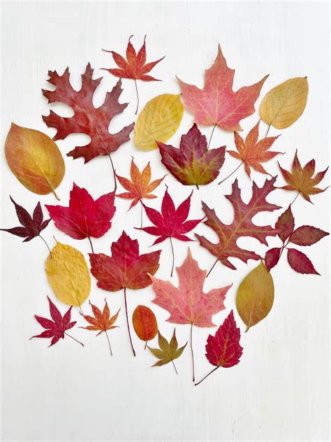 Pressed Autumn Leaves Real Dried Fall Foliage 25 Count - Etsy