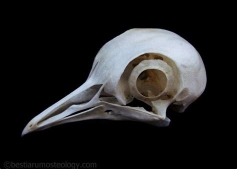 pigeon skull | Skull and bones, Skull, Vulture culture